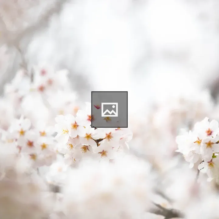 Cherry blossoms cluster