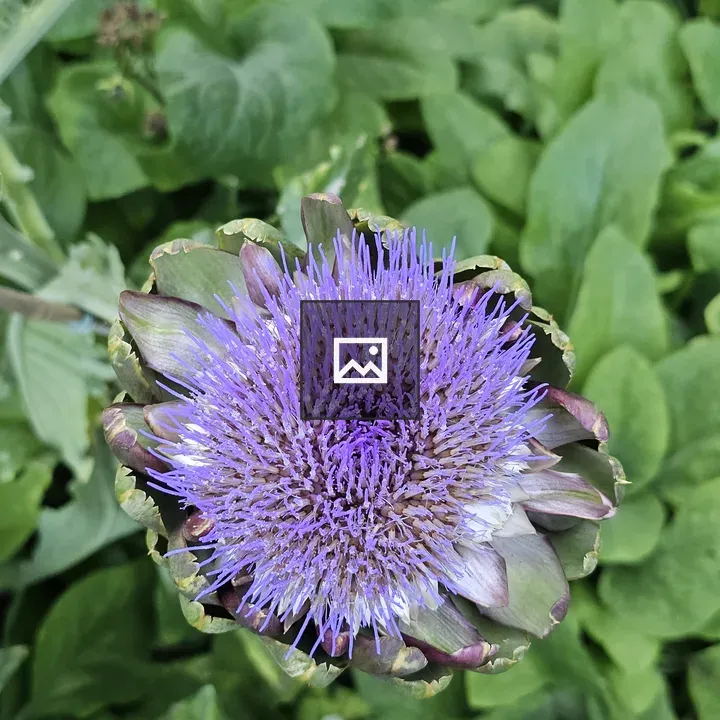 Purple artichoke flower
