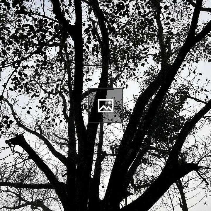 Pipal Tree