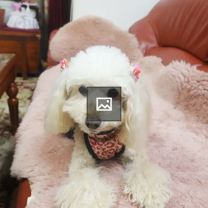 Apricot Toy Poodle on Red Sofa