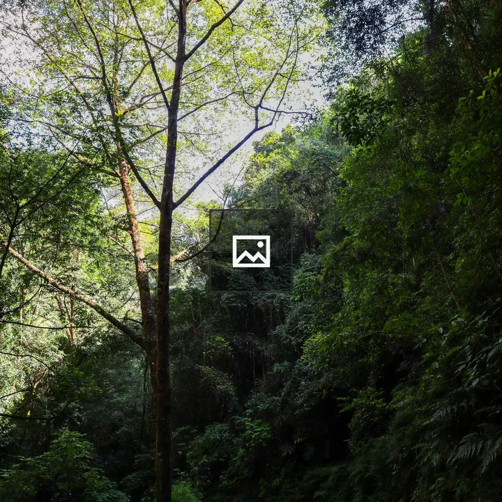 Path in Green Forest