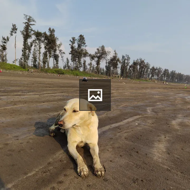 Dog at Beach