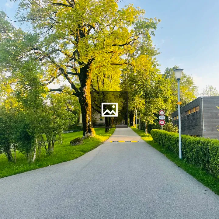 Tree-lined road into distance