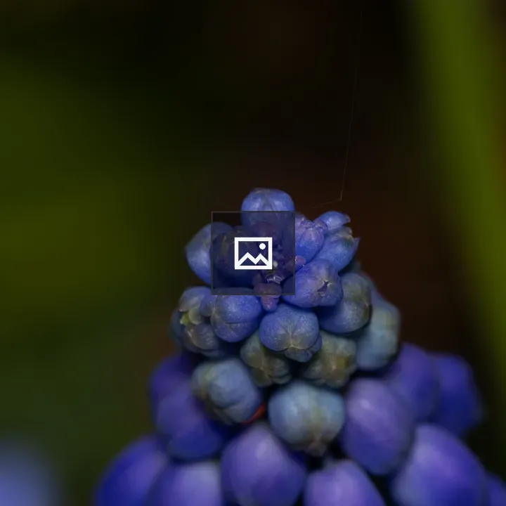 Raindrop on Grape Hyacinth Tip