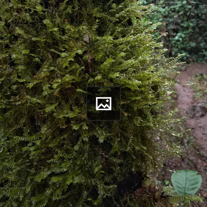 Moss on a Tree Trunk