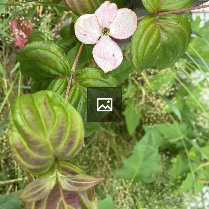 Pink Dogwood in Green Foliage