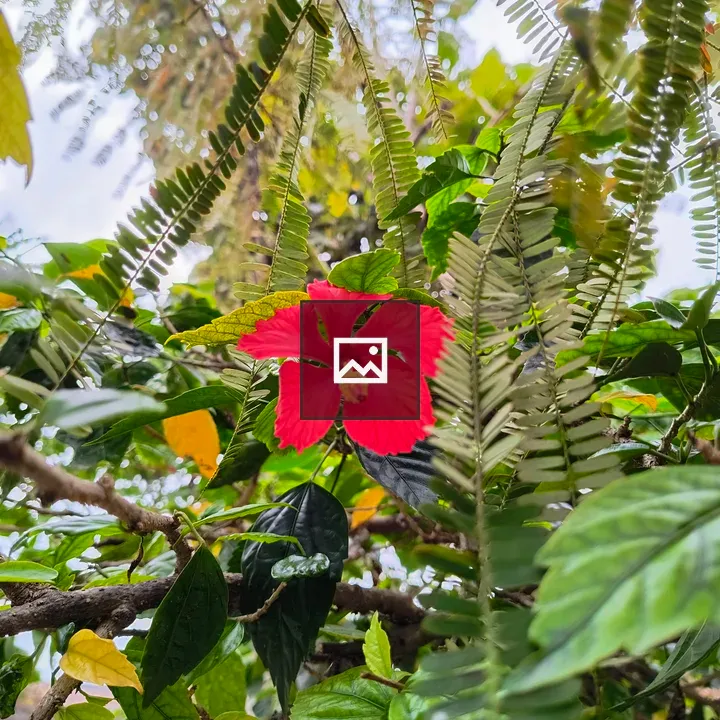Red flower on a tree