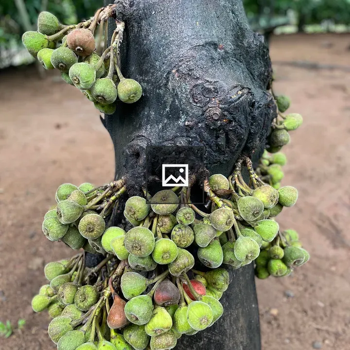 Close-up of green figs on tree