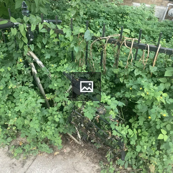 Bicycle Enveloped by Vines