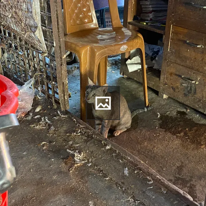 Small Cat Indoors