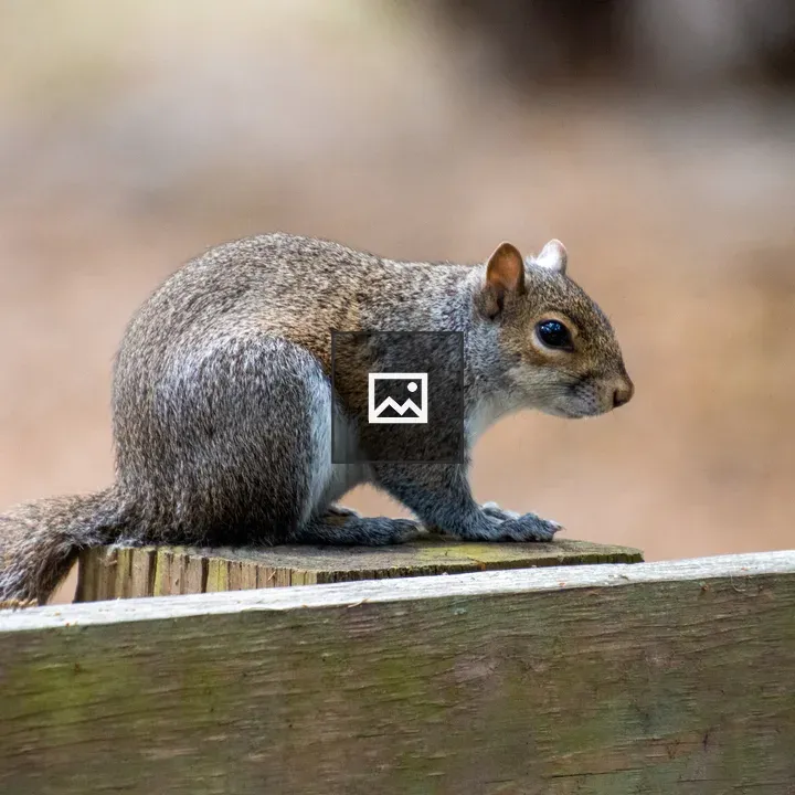 Squirrel on Fence Post
