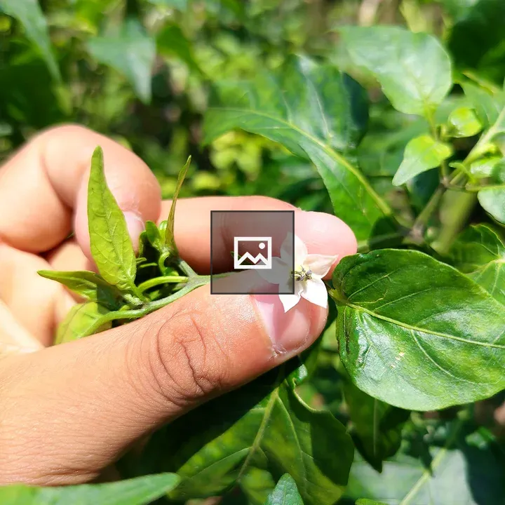 Hand Holding White Flower on Pepper Plant