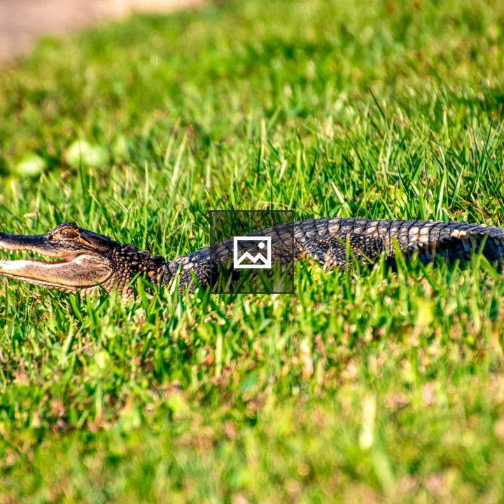 Small alligator with mouth open