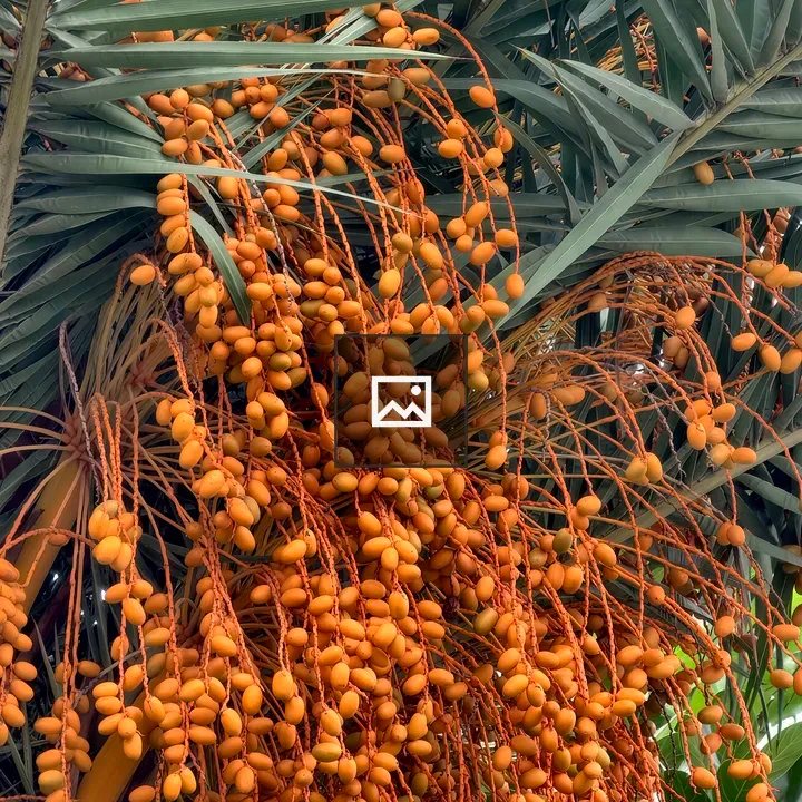 Orange date palm fruits