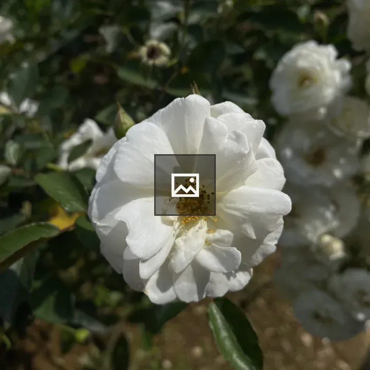 White flower closeup