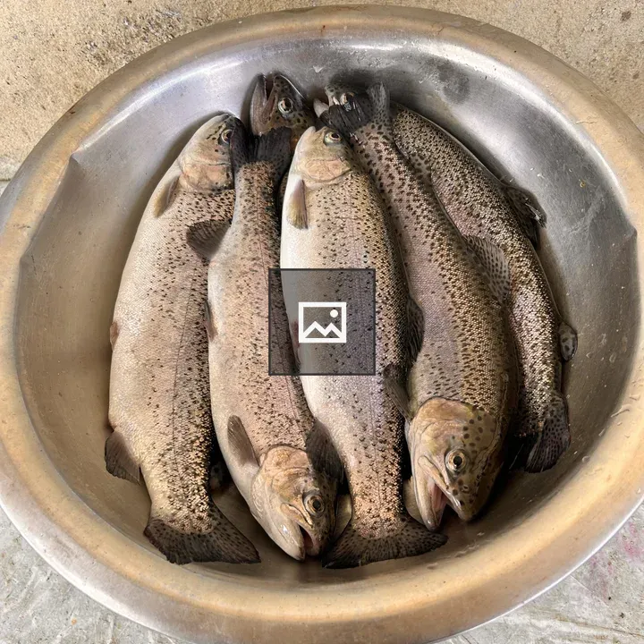 Metal bowl with freshly caught fish