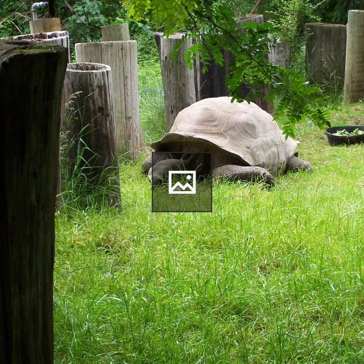 Galapagos tortoise