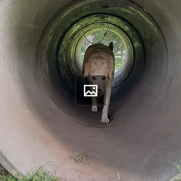 Cream Labrador in a tunnel
