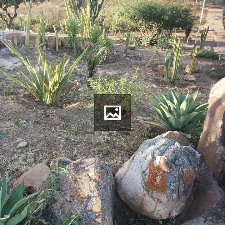 Desert landscape with cacti and rocks