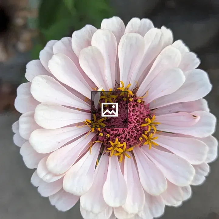 Pinkish white zinnia flower
