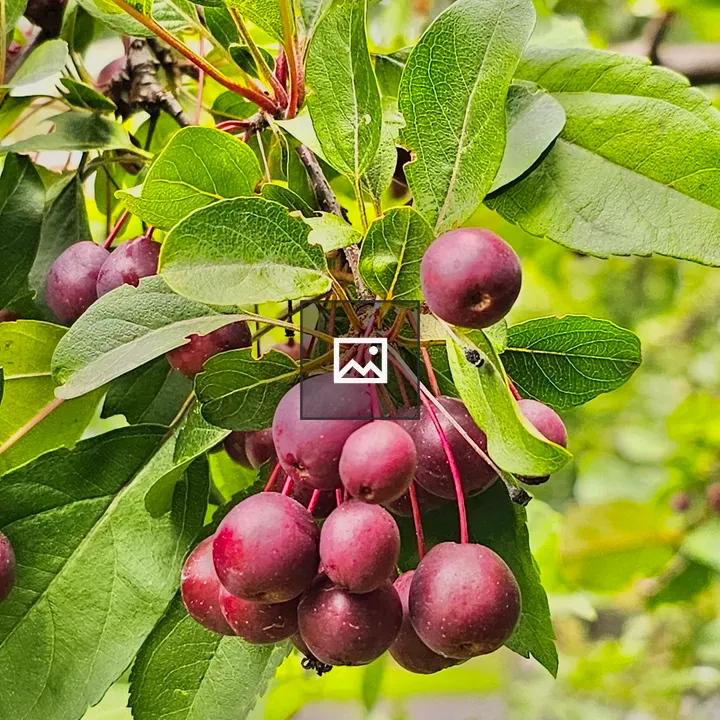 Cherries on a tree in Central Park