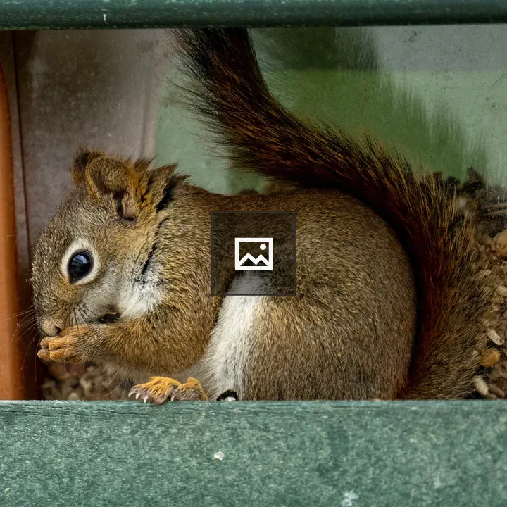 Juvenile Red Squirrel in Profile