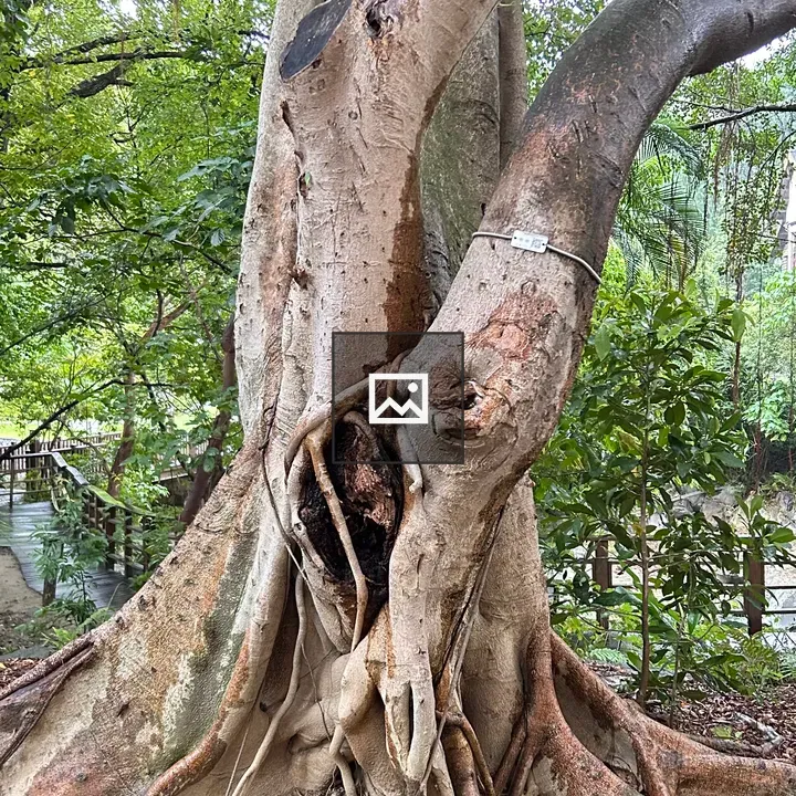Tree with Broad Trunk and Roots