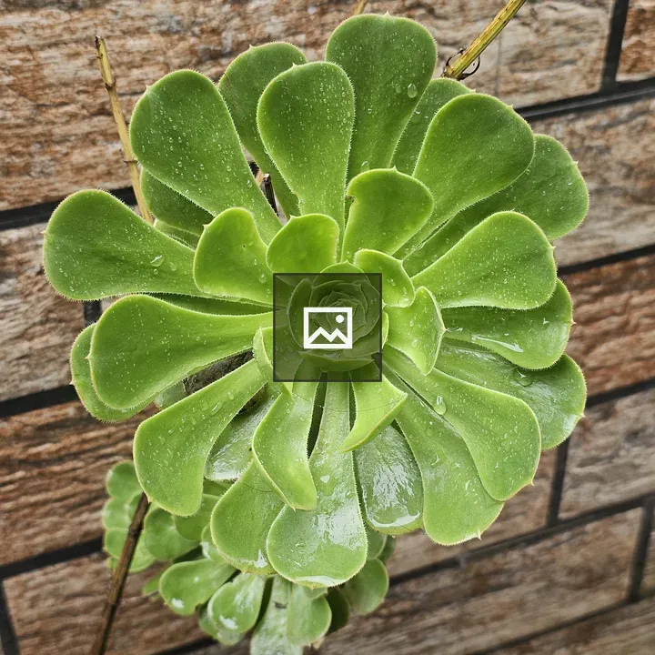 Aeonium Arboreum Rosette