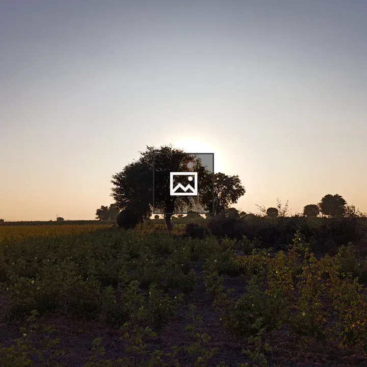 Tree silhouette at sunset over farm land