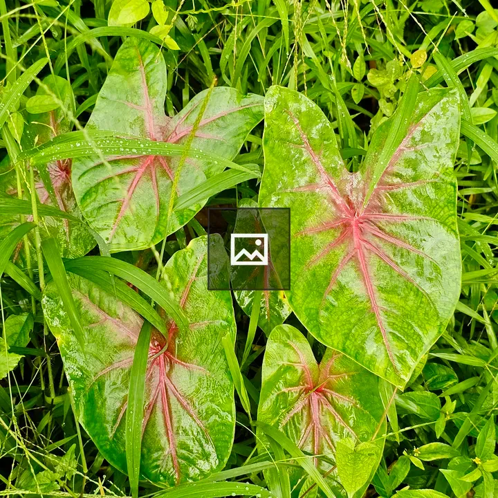 Caladium leaves with pink veins