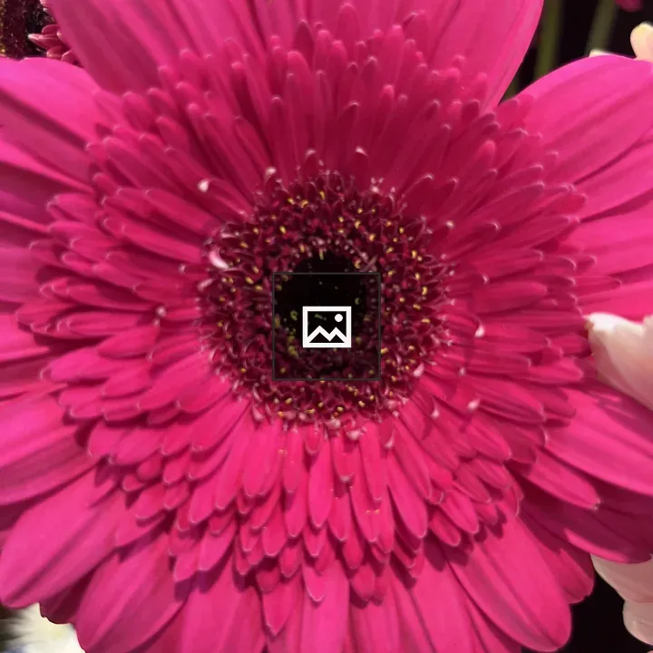 Center of a gerbera daisy