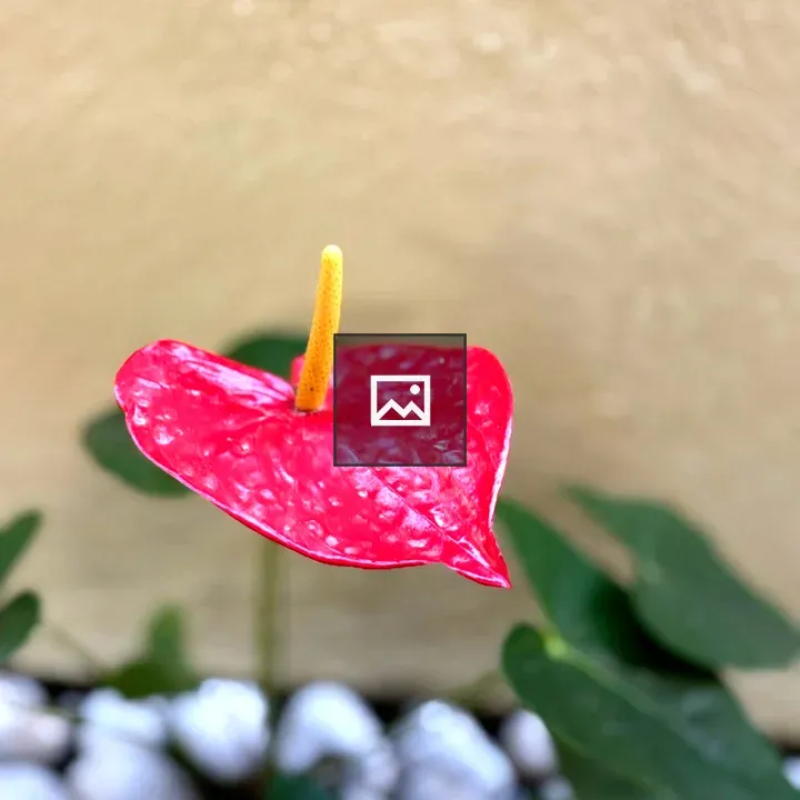 Red flower with heart-shaped petal