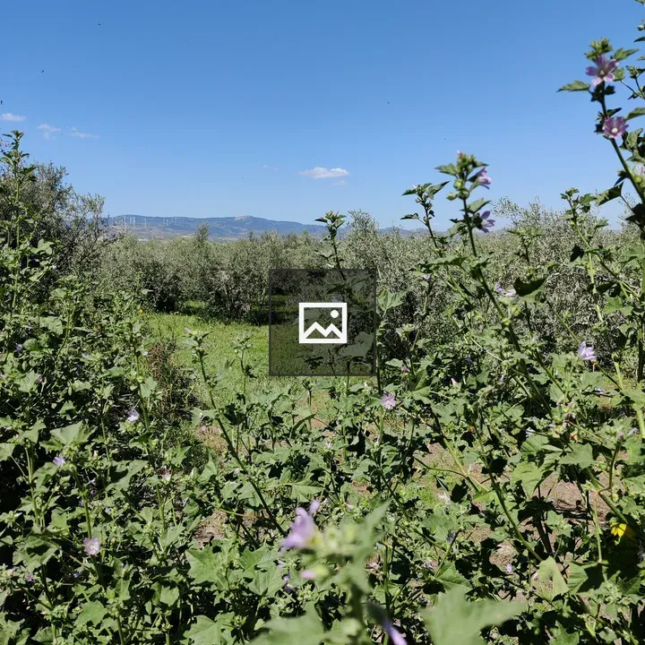 Green valley with trees