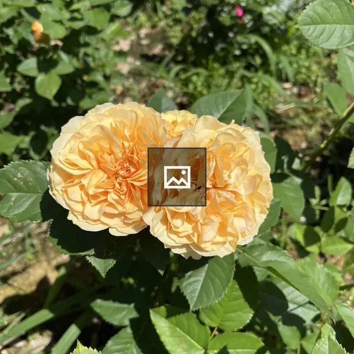 Peach-colored roses close-up
