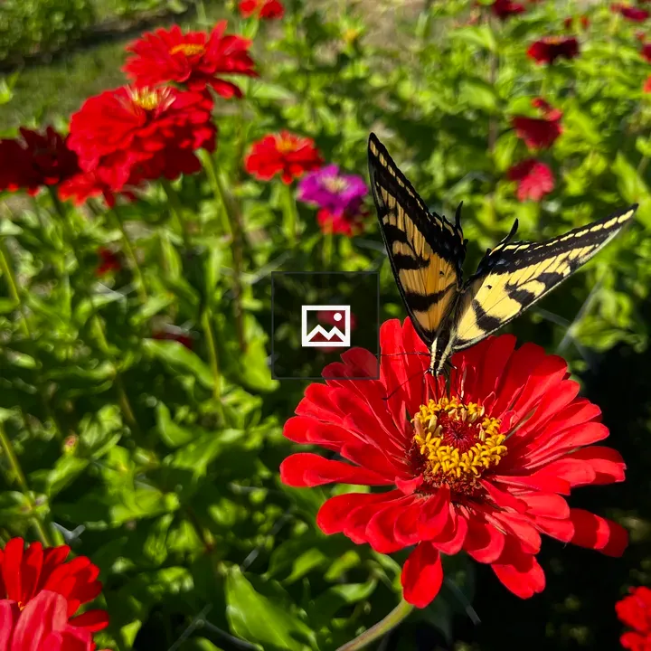 Monarch butterfly on red zinnia