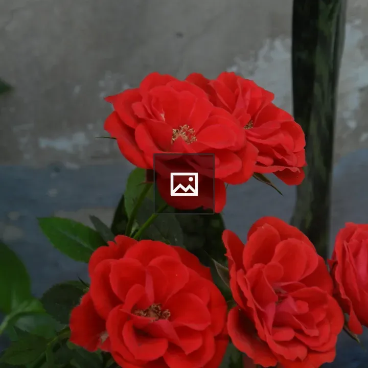 Five red roses in bloom