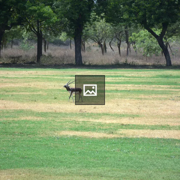 Blackbuck male in grassland
