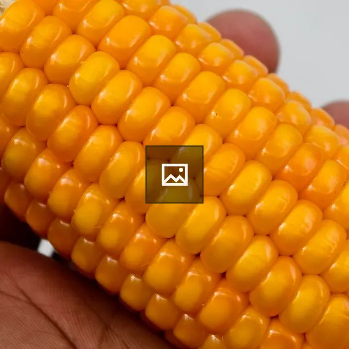 Close-up of corn in hand