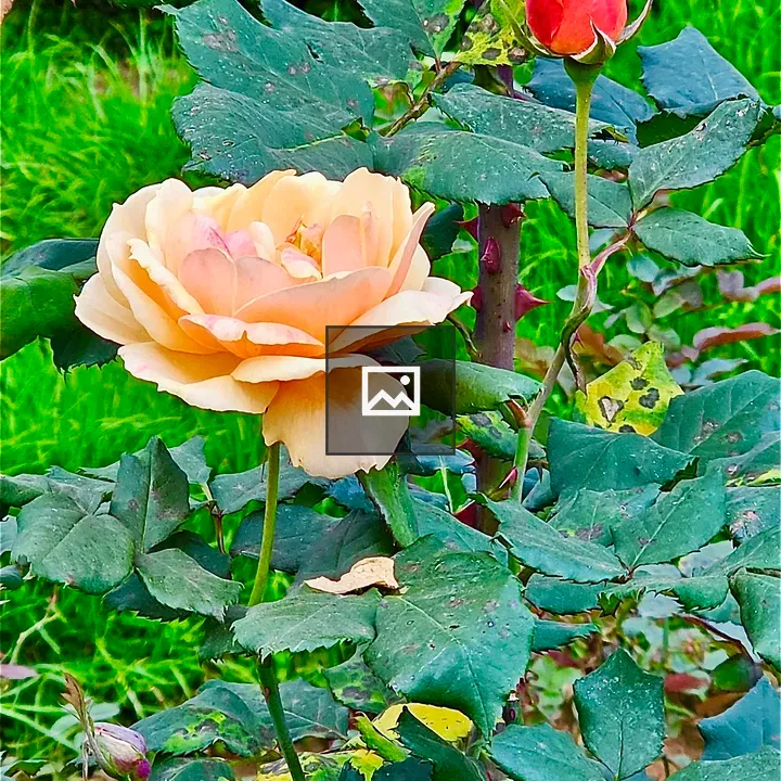 Rose flower and bud