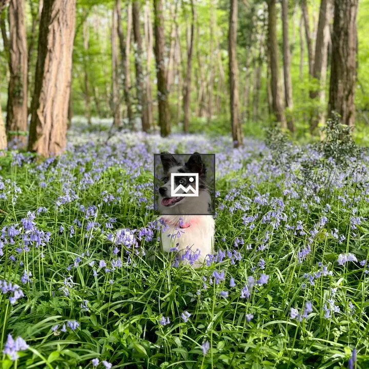 Blue Merle Border Collie in Bluebells