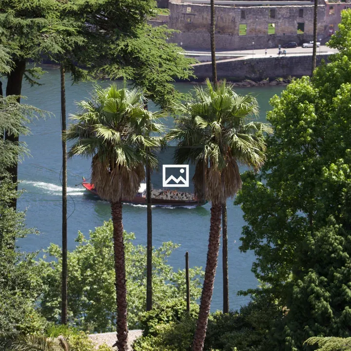 Palm Trees and Tour Boat