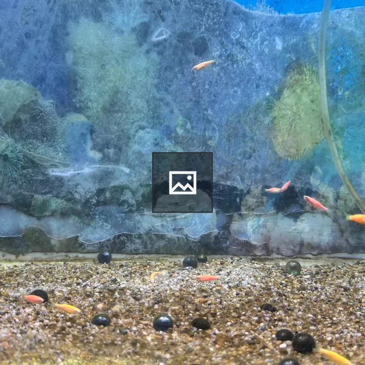 Underwater scene with small colorful fish