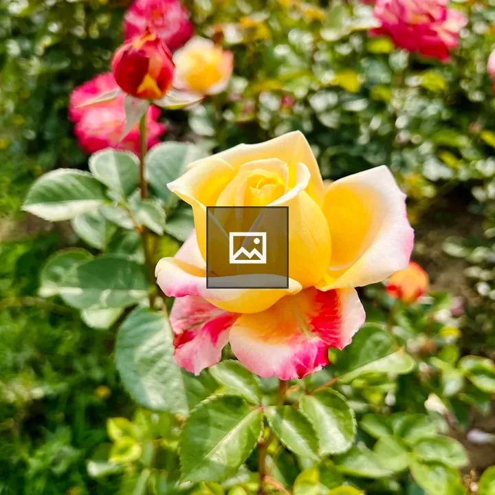 Yellow rose close-up with pink edges