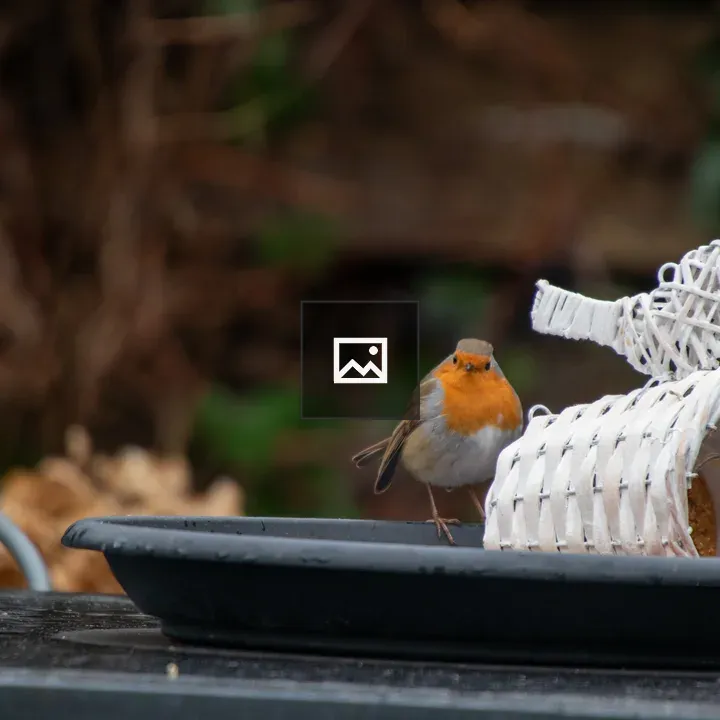 European robin on bird feeder