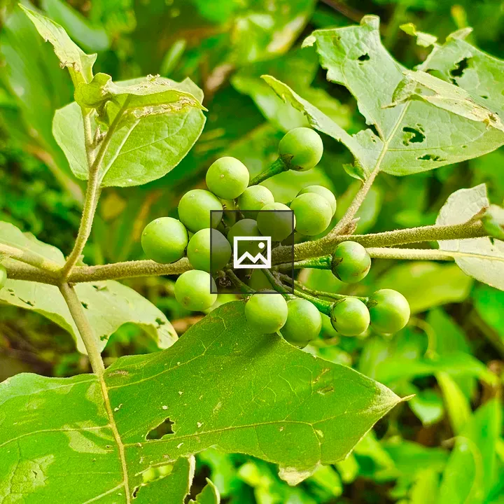 Solanum torvum berries