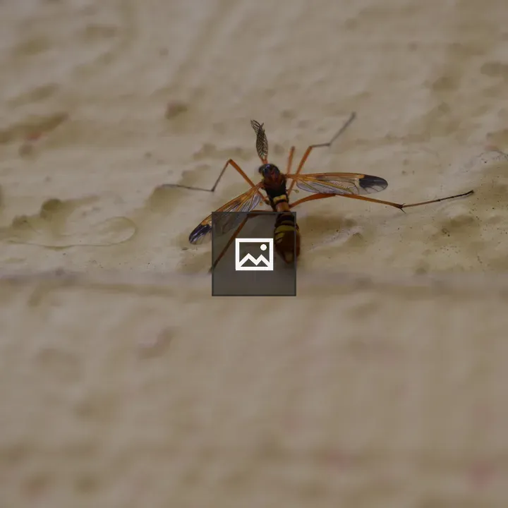 Wasp on Beige Surface