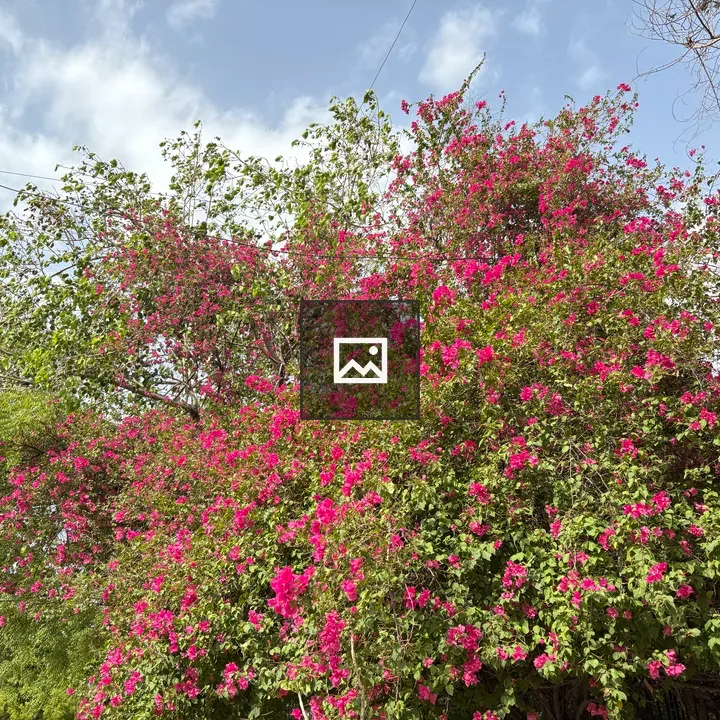 Bougainvillea Flowers Blooming