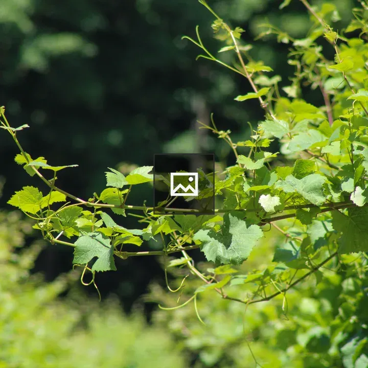 Grapevines in Sunlit Vineyard