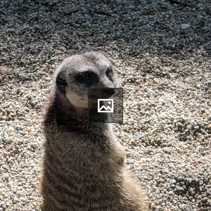 Meerkat on Rock