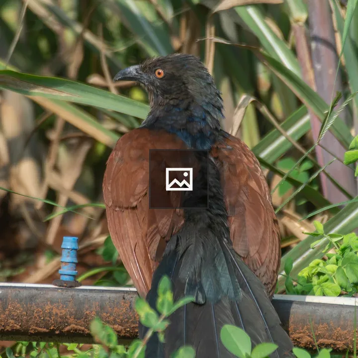 Greater Coucal on rusty pipe